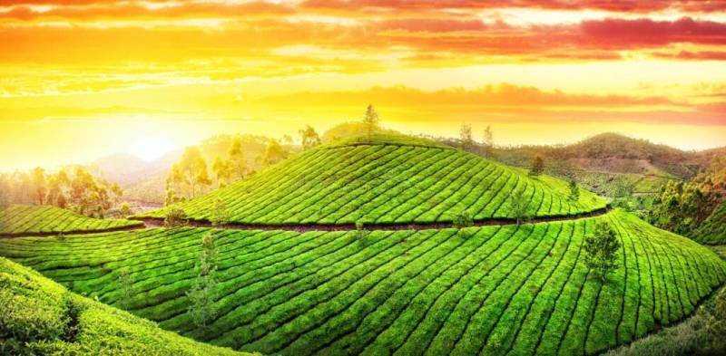 5 Days Munnar - Thekkady - Alleppey Package