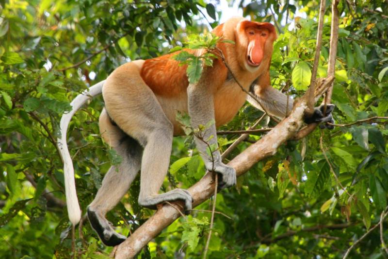 Kota Kinabalu : Bongawan Wetland Proboscis Monkey And Firefly Shared Tour