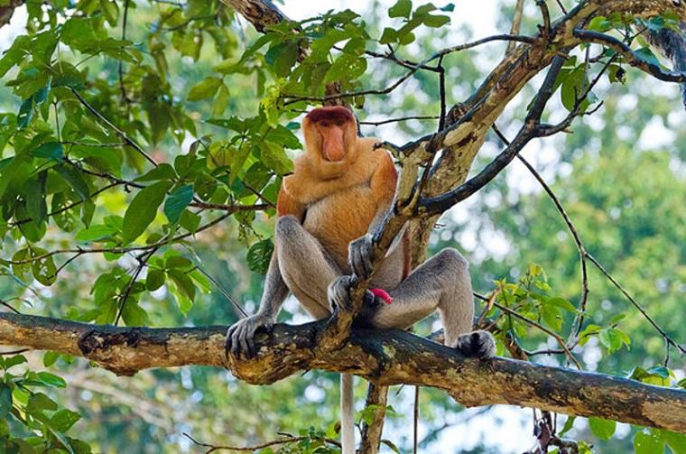 Kota Kinabalu : Bongawan Wetland Proboscis Monkey and Firefly Shared Tour
