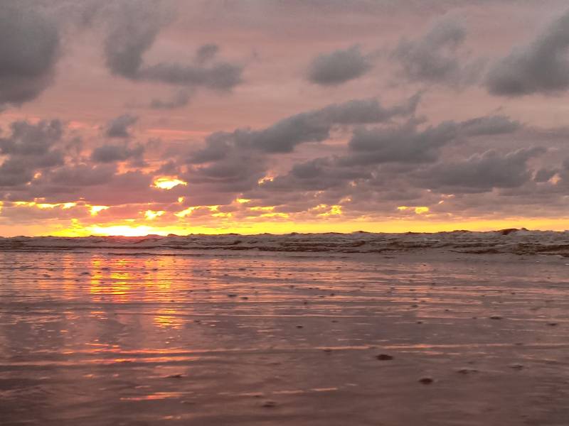 Kota Kinabalu : Bongawan Wetland Proboscis Monkey and Firefly Shared Tour