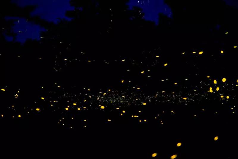 Kota Kinabalu : Bongawan Wetland Proboscis Monkey and Firefly Shared Tour