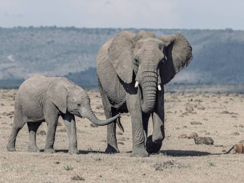 3 Days 2 Nights Tanzania Safari Adventure (Camping Lodge)