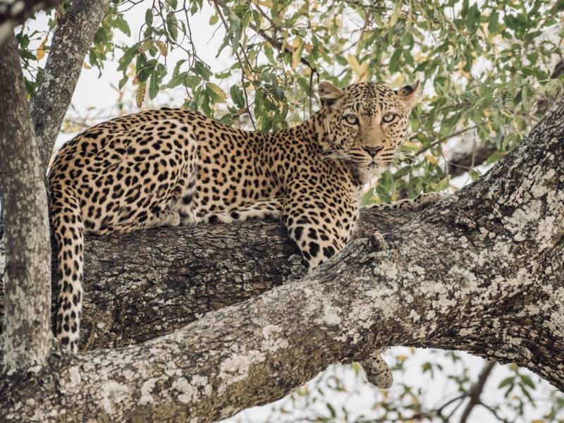 3 Days 2 Nights Tanzania Safari Adventure (Camping Lodge)