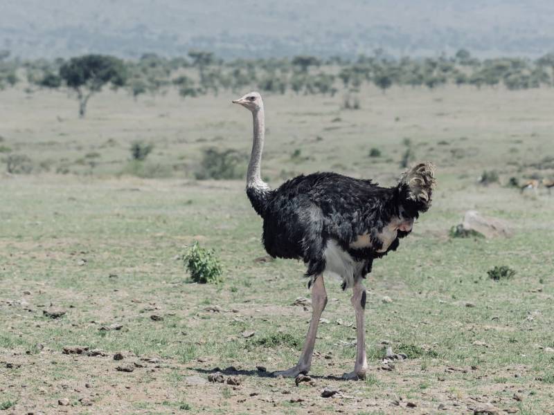 7 - Days Tanzania Tour