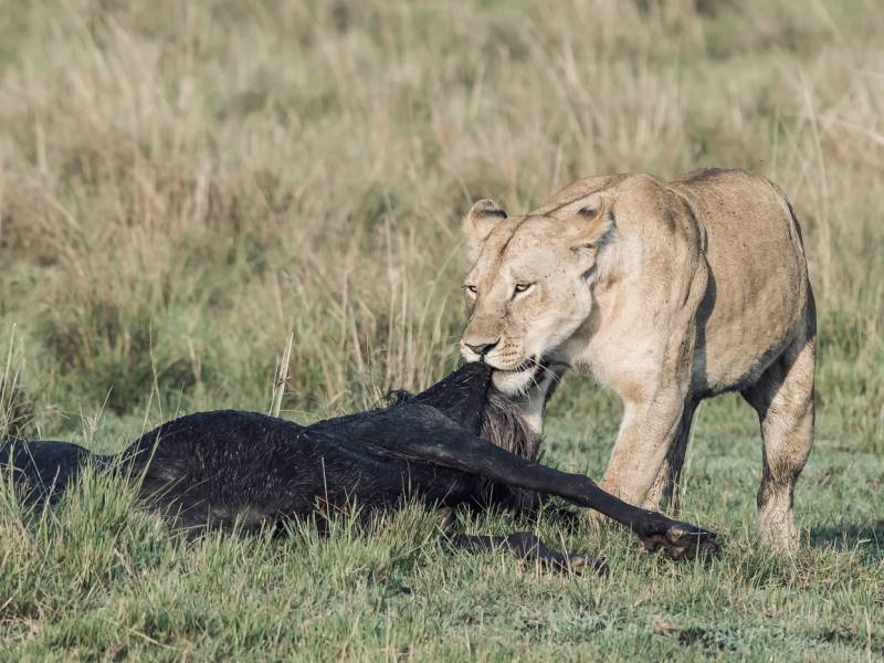 7 - Days Tanzania Tour