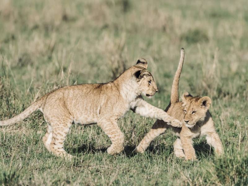 7 - Days Tanzania Tour