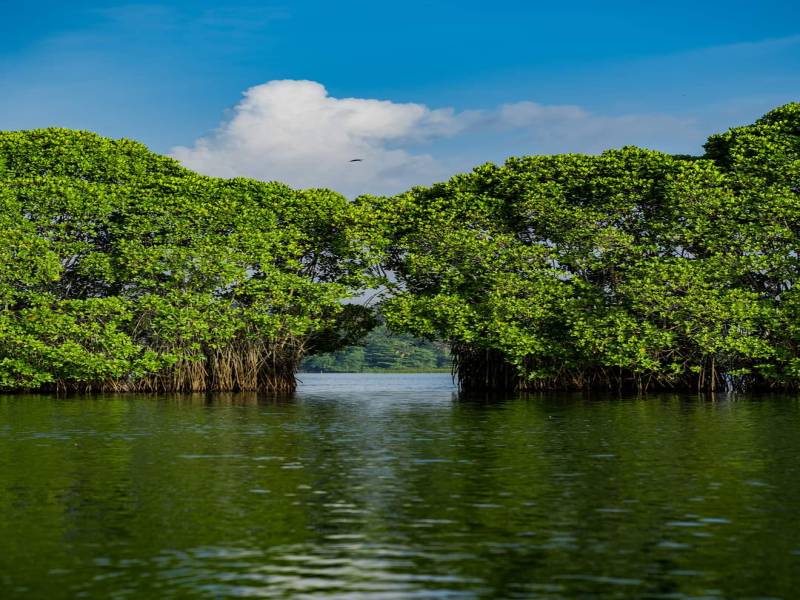 1 Day 1 Night Varkala Mangrove Forest Boating, Kayaking & Homestay