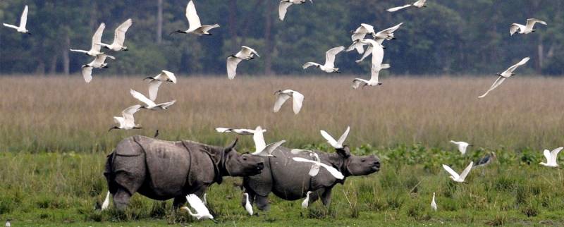 2 Nights/3 Days Kaziranga Tour Package