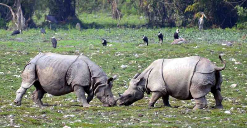 2 Nights/3 Days Kaziranga Tour Package