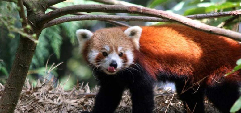 3N/4D DARJEELING GROUP TOUR