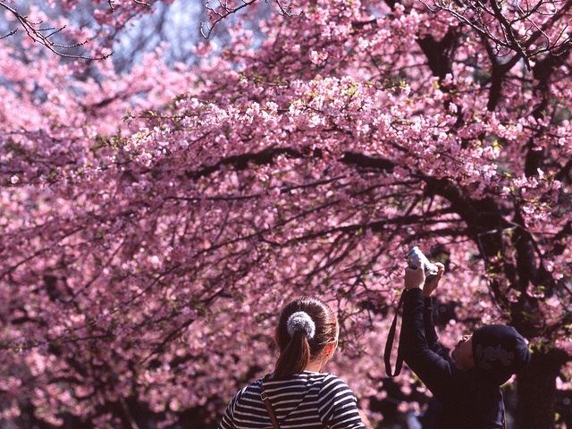 Japan Cherry Blossom 8 Night - 9 Days Tour