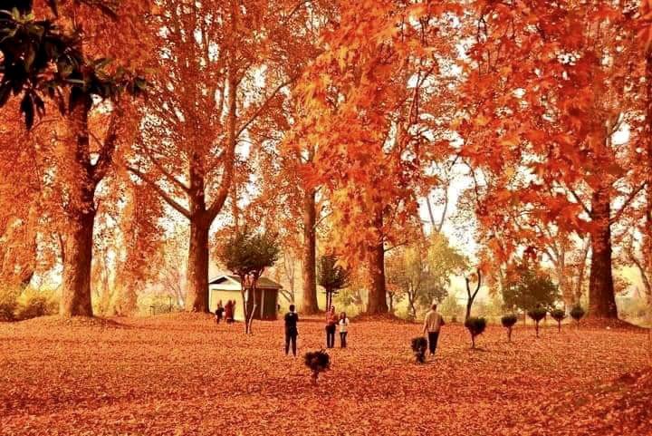 3N 4D Kashmir Autumn Carnival Tour