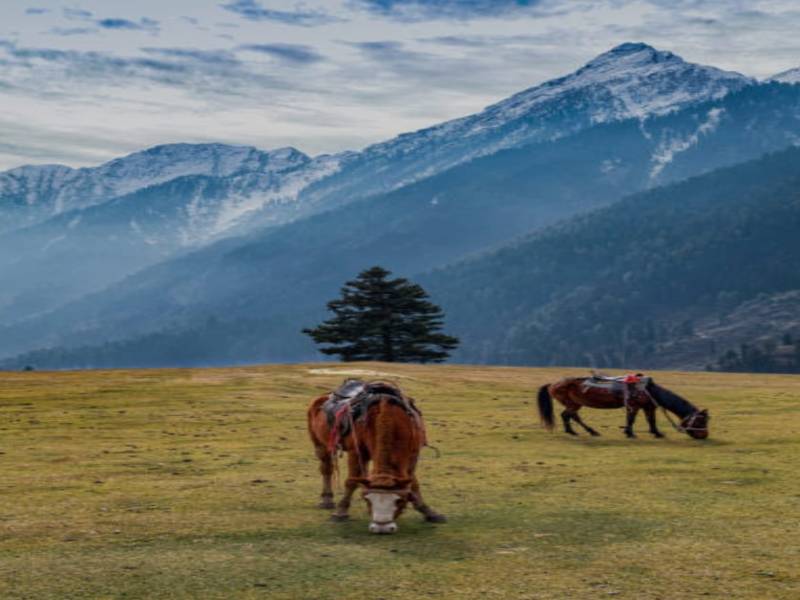 Magical Kashmir Tour - 5 Days