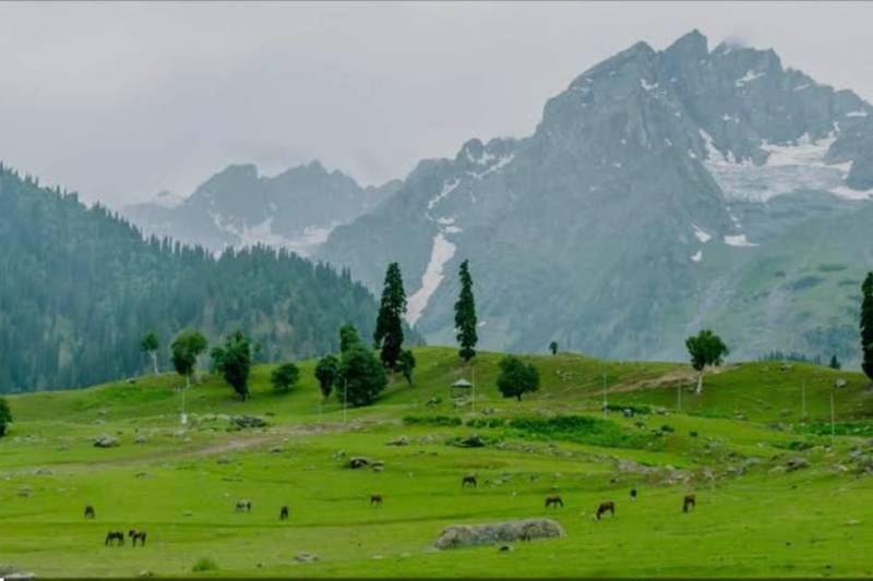 6N 7D Kashmir Honeymoon Special Tour Package