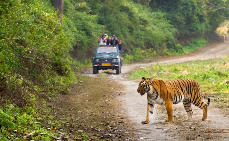 4 Night - 5 Days Corbett Wildlife Safari Tour Image