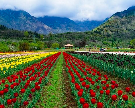 Splendid Kashmir Tour