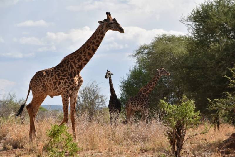 3 DAYS SAFARI SERENGETI & NGORONGORO  This unforgettable 3-day Tanzania safari adventure