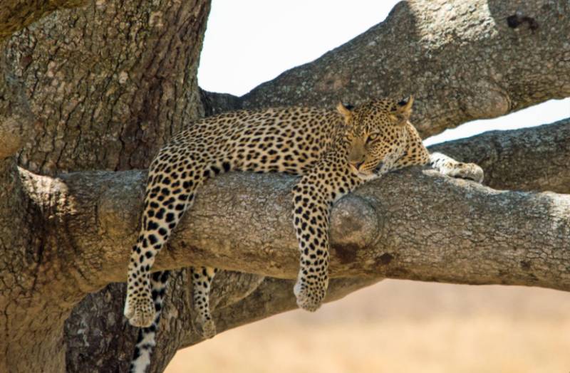 3 DAYS SAFARI SERENGETI & NGORONGORO  This unforgettable 3-day Tanzania safari adventure