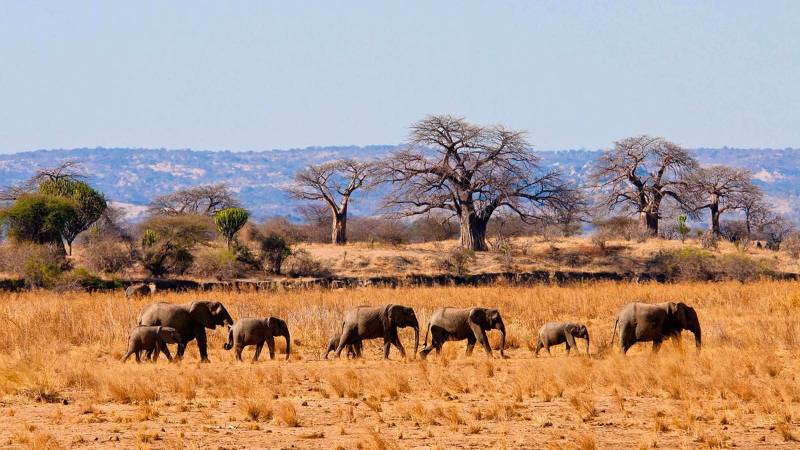 2 Days Tanzania Safari - Tarangire - Ngorongoro Tour