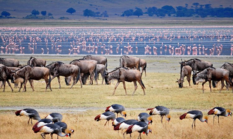 4 Days Tanzania Safari - Tarangire - Serengeti - Ngorongoro Tour