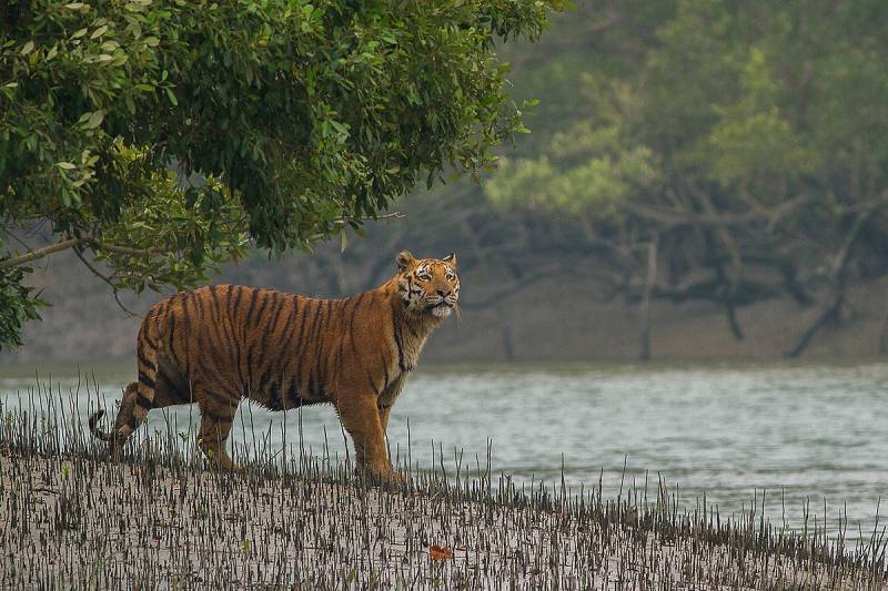 1 Night - 2 Day Sundarban Tour Package