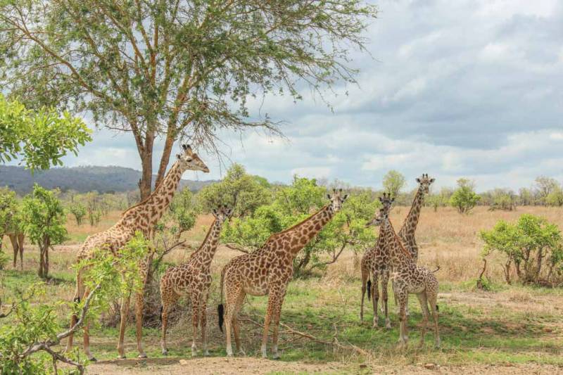 Mikumi - Ruaha 5 Day Safari Tour