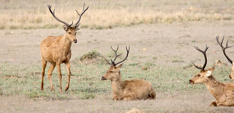 6-Day Northern Circuit Luxury Wildlife Safari Tour