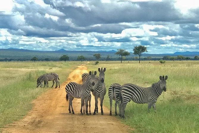 7 Days Selous - Mikumi - Udzungwa Unforgettable Safari Tour