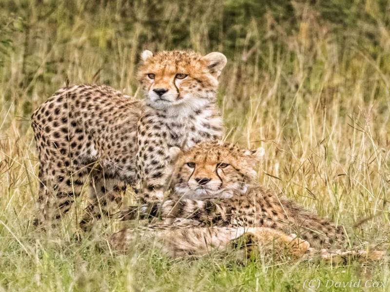 3-Day Serengeti From The Sky