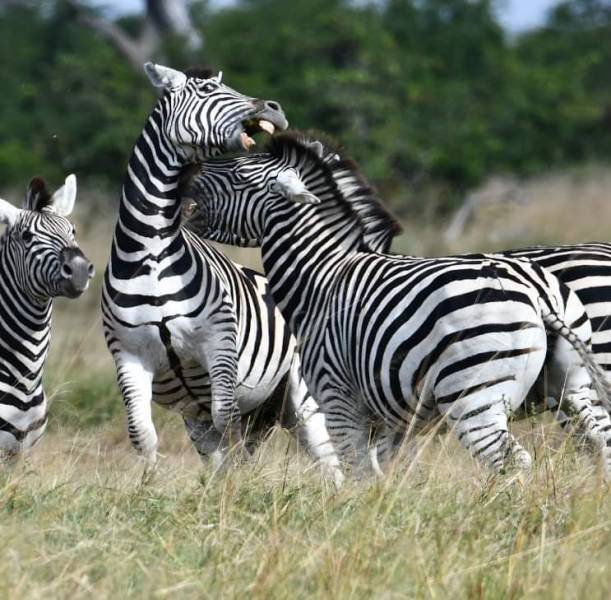 3-Day Affordable Safari from Zanzibar to Northern Parks