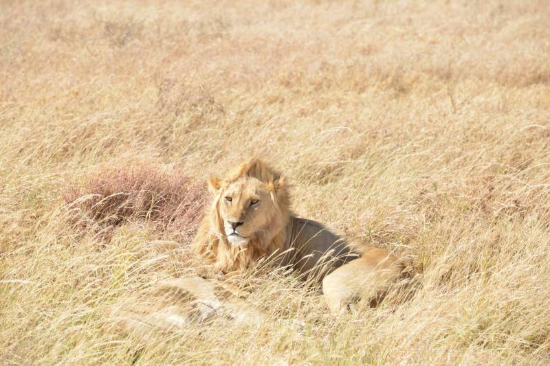 3-Day Wildlife Safari to Ruaha National Park