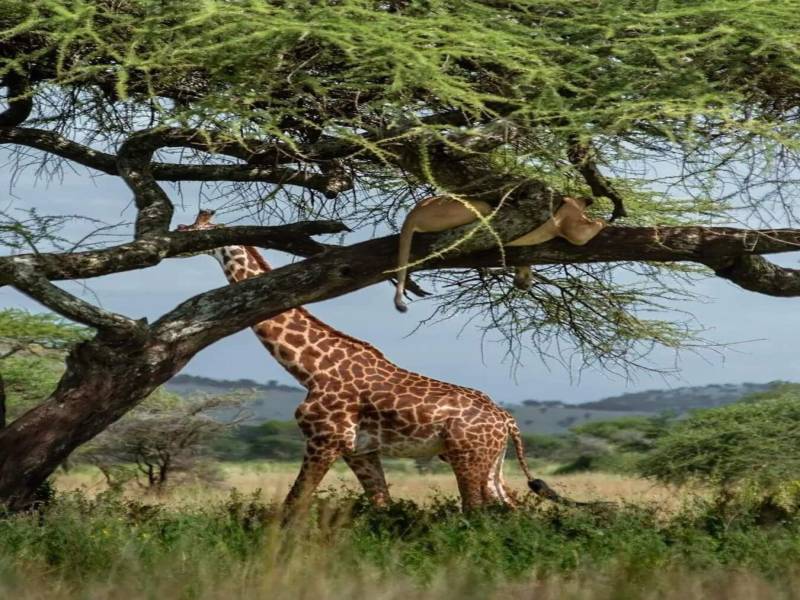 3-Day Wildlife Safari to Ruaha National Park