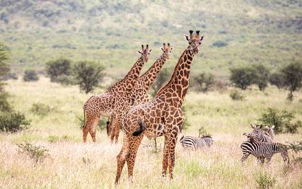 3-Day Dar Es Salaam to Selous for Wildlife Adventure