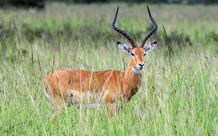 3-Day Dar Es Salaam to Selous for Wildlife Adventure