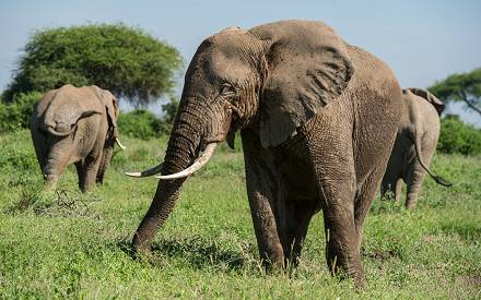 3-Day Nature & Cultural Mikumi Group Safari