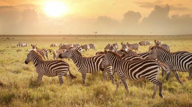 4-Day Group Tour Tarangire/Serengeti/Ngorongoro Camping