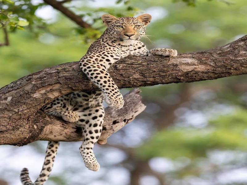 4-Day Enjoy Mikumi and Udzungwa Mountain Waterfalls