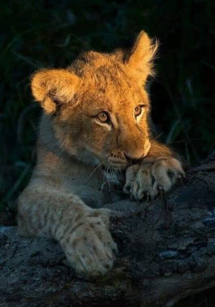 4-Day Enjoy Mikumi and Udzungwa Mountain Waterfalls