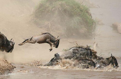 5-Day Safari and Kilimanjaro Foothill Tour from Zanzibar