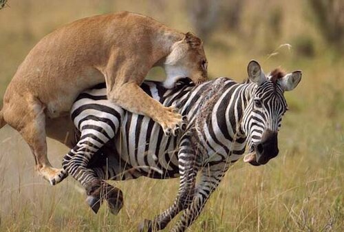 5-Day Safari and Kilimanjaro Foothill Tour from Zanzibar