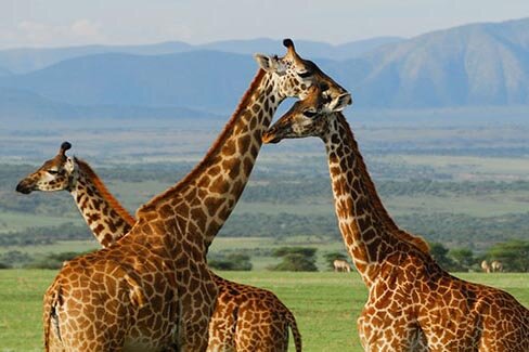 5-Day Safari and Kilimanjaro Foothill Tour from Zanzibar