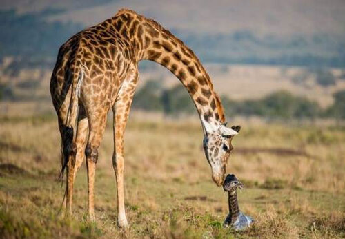 5-Day Safari and Kilimanjaro Foothill Tour from Zanzibar