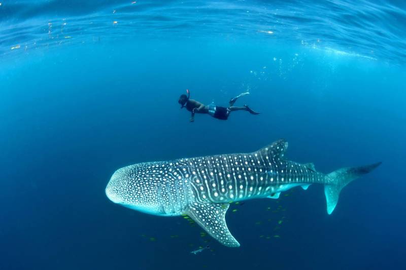 Whale Shark Diving Day Trip Image