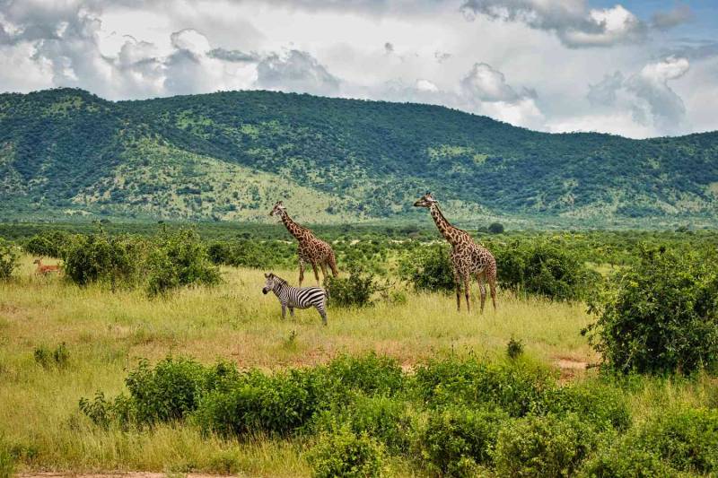 4 Day Safari -Tarangire - Serengeti - Ngorongoro Crater Tour