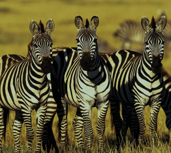 5D Safari Tarangire - Serengeti - Ngorongoro Crater Tour