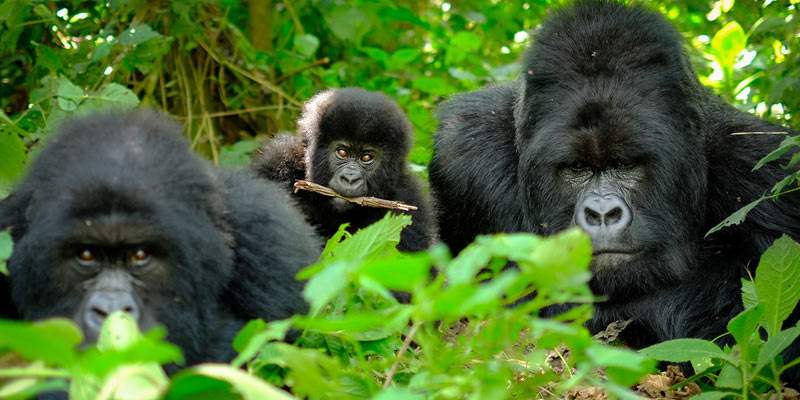 11Day Gorillas - Masai Mara - Zanzibar Tour Image