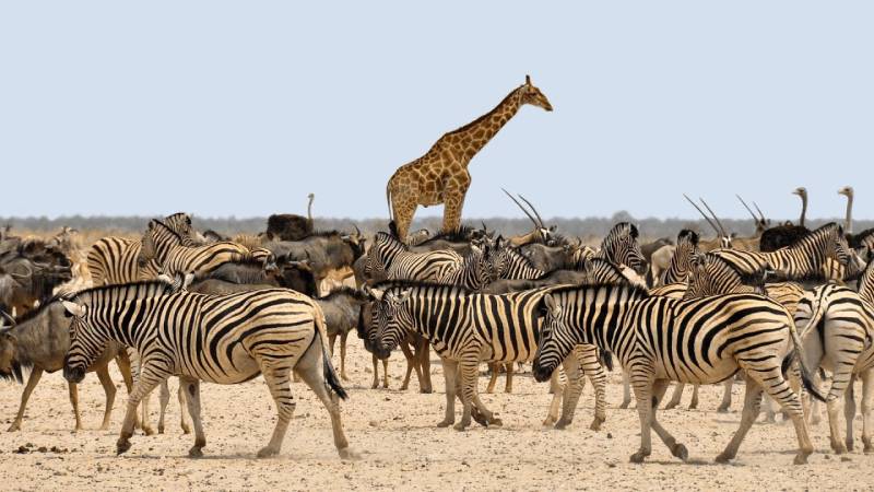 11Day Mara - Nakuru - Amboseli - Serengeti - Ngorongoro - Nairobi Tour Image