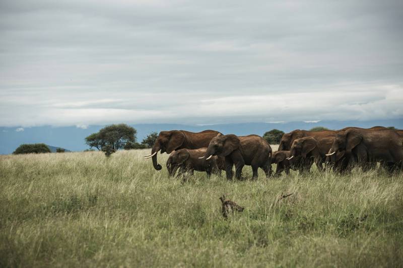 5 Night 6 Day Tarangire, Serengeti, Ngorongoro and Lake Manyara Joining Group Safari