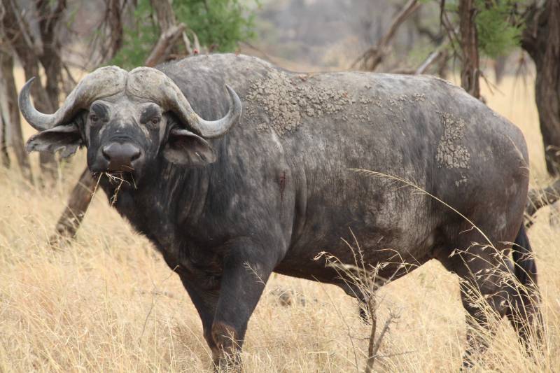 5 Night 6 Day Tarangire, Serengeti, Ngorongoro and Lake Manyara Joining Group Safari