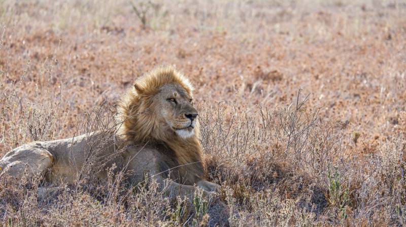 5 Night 6 Day Tarangire, Serengeti, Ngorongoro and Lake Manyara Joining Group Safari